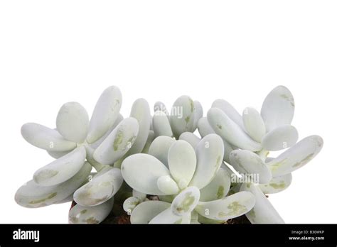 Pachyphytum Oviferum Moonstones Sugared Almond Plum Stock Photo Alamy