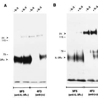 Il Induces Il R Complex Formation In The Human Ut Cell Line