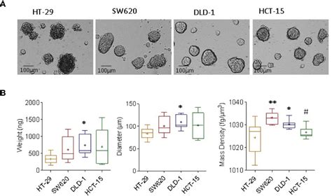 Frontiers Physical Characterization Of Colorectal Cancer Spheroids And Evaluation Of Nk Cell