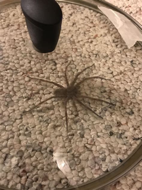 Spider I found in my basement : r/pics