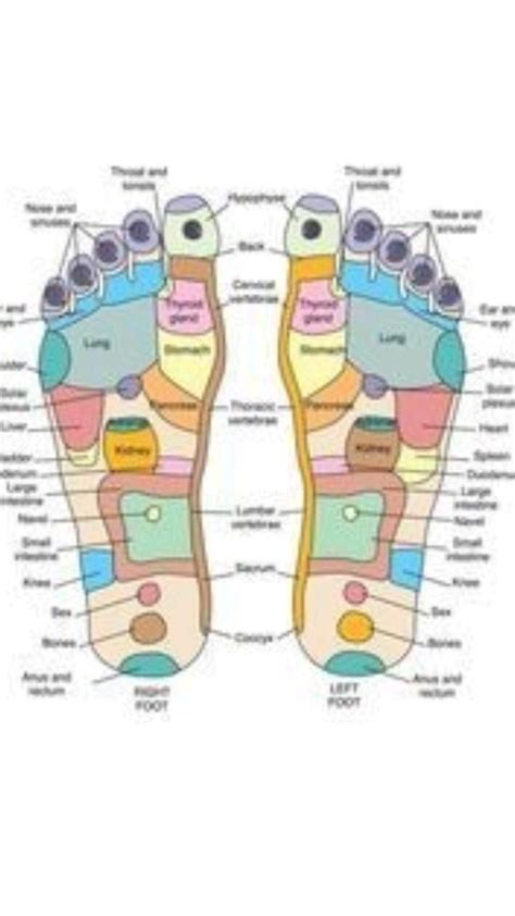 Foot Reflexology Chart To Map Sole Zones And Organs Artofit