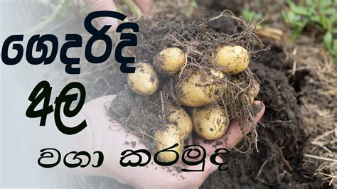 How To Plant Potatoes Get 5 Kg Potatoes From 1 Potato Seed To Harvest Youtube