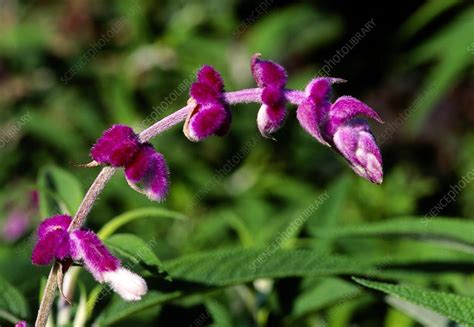 Salvia leucantha 'Purple Velvet' - Stock Image - C001/6253 - Science Photo Library