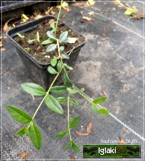 Vinca Minor Rubra Barwinek Mniejszy Rubra Barwinek Pospolity Rubra