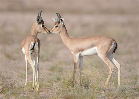 Arabian Gazelle ( gazella gazella cora ) by Hamed Alwardi - Photo ...