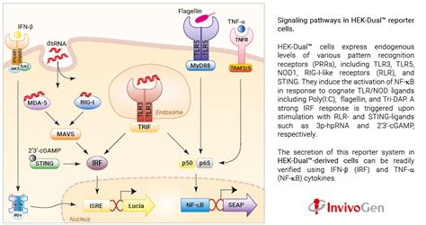 Hek Dual Cell Line Nf B Ifn Reporter Hek Cells Invivogen