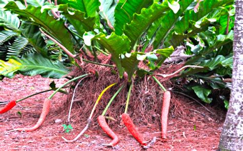 Anthurium Radicans Care Top Tips Revealed Plantophiles