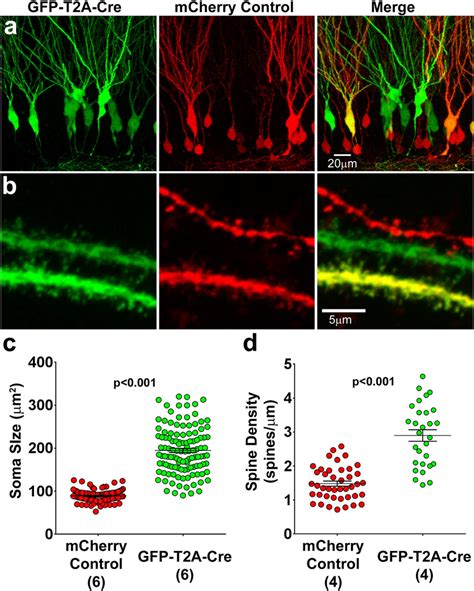 Retroviral Pten Cre Lox Knockout Increases Soma Size And Spine Density