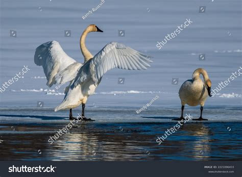 Trumpeter Swan Spreads Wings Stock Photo 2221096433 Shutterstock