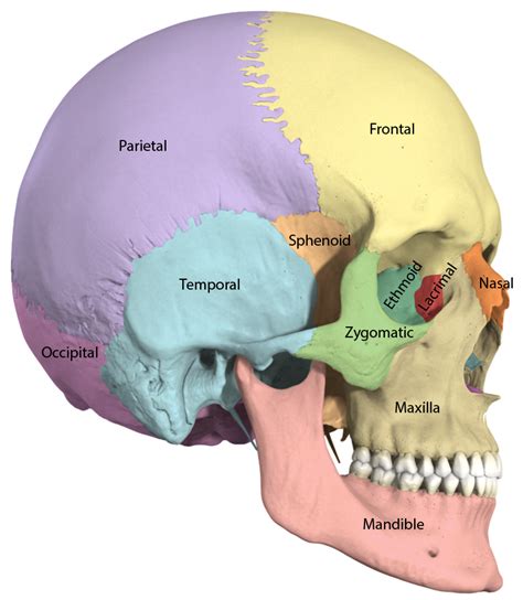 63 The Skull Medicine Libretexts