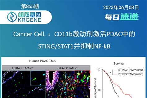 Cancer Cell Cd B Pdac Sting Stat Nf Kb