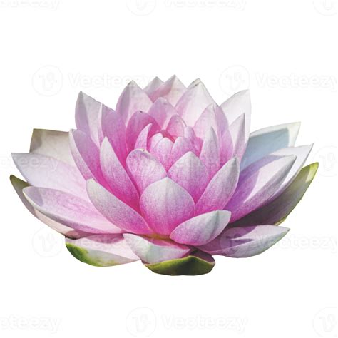 Hermosa Flor De Loto Png Transparente 12996238 Png