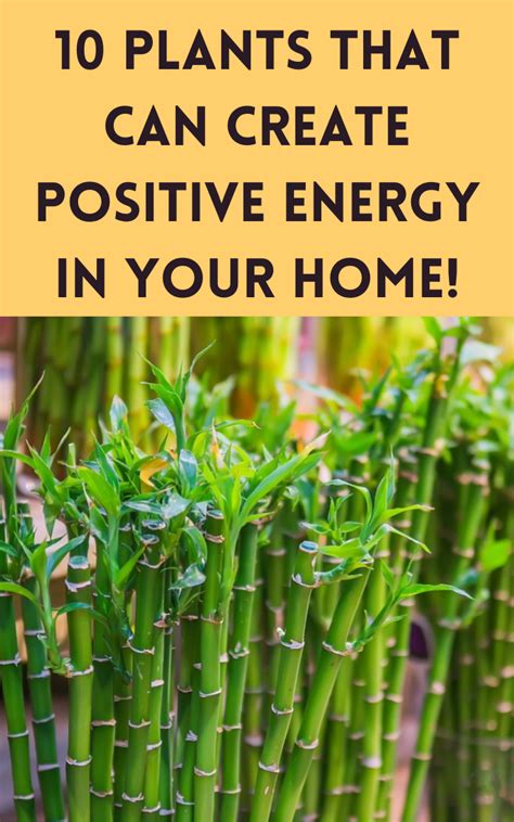 10 Plants That Can Create Positive Energy In Your Home Gardening Sun