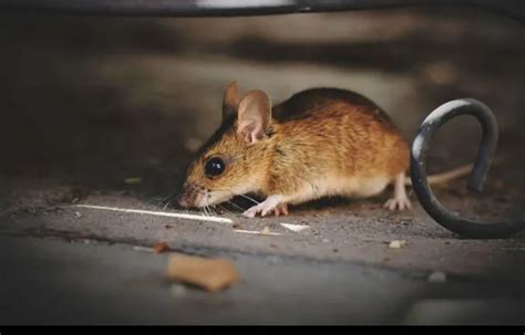 Cara Mengusir Curut Dan Tikus Yang Sering Masuk Dalam Rumah Salah