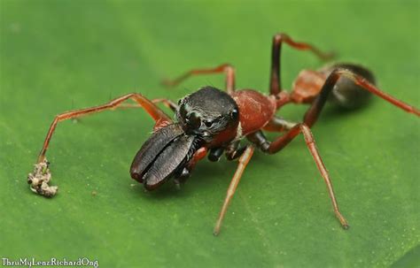 Salticidae Ant Mimic Jumping Spider A Jumping Spider That