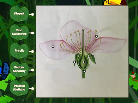 Budowa Kwiatu Biologia Klasa 5 - Rysunek z opisami