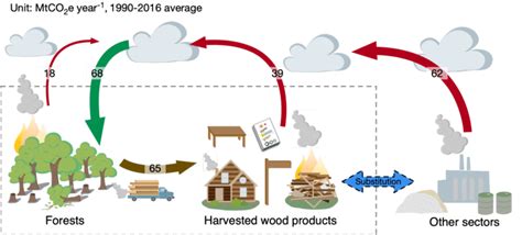 Forest Harvested Wood Products Carbon Cycle In British Columbia [10 39] Download Scientific