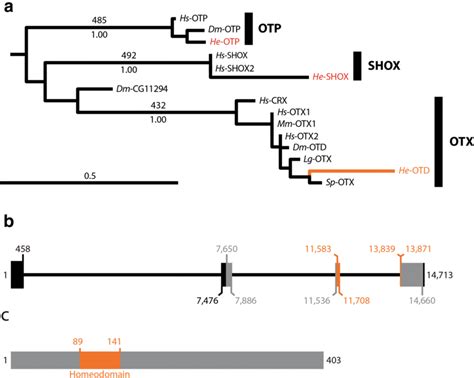 Phylogenetic And Structural Analyses Of He Otd A A Phylogeny Of Prd Download Scientific