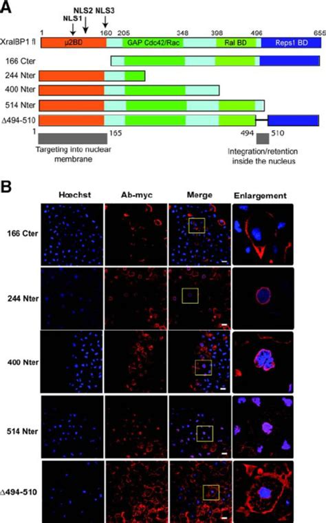 Identification Of Peptide Signals And Domains Responsible For Nuclear