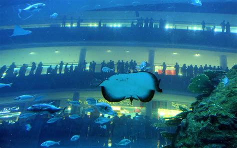 A completely unique diving experience in Dubai...in the Mall! - escape ...