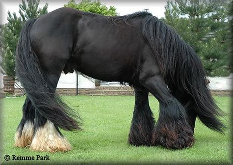 Black Clydesdale Stallion