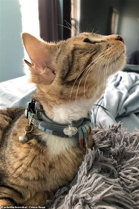 Cat Born With Four Ears And Has Finally Found A Home Daily Mail Online