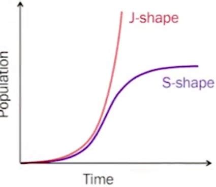 Andy Lieman What Is J Shape And S Shape