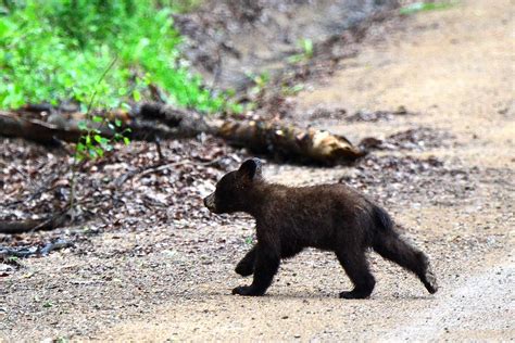 Cordova Pass Colorado Bear Cub Running After Mom Flickr