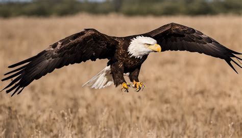 What Is The Wingspan Of A Bald Eagle