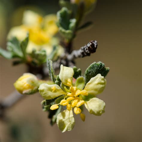 Landh Seeds Pacific Northwest Native Seed