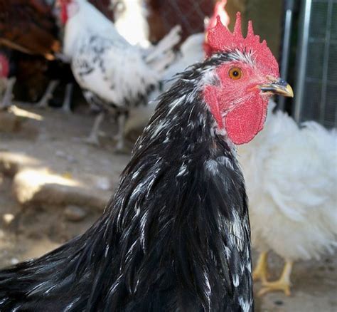 CHICKEN MOTTLED COCHIN BANTAM ROOSTER TheBigWRanch Co Flickr