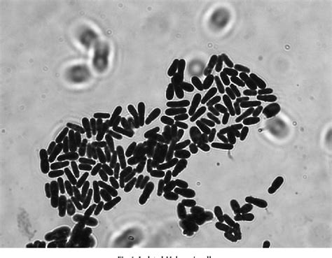 Figure 1 From Occurrence Of Malassezia Spp On Healthy Human Skin