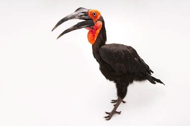 Southern ground-hornbill, facts and photos