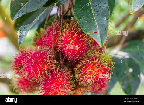 Primer plano de un Hermoso racimo de frutas rojas maduras orgánicos