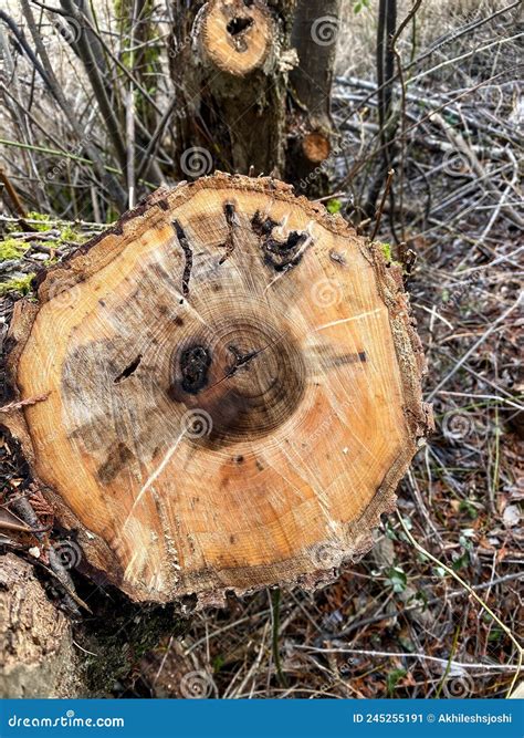 Los Trozos De árboles Son Prueba De La Deforestación Y De Los Daños Al