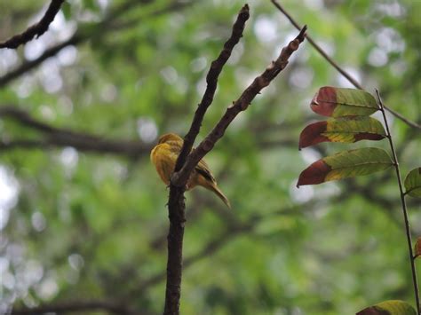 Saffron Finch Sicalis Flaveola Observation Org