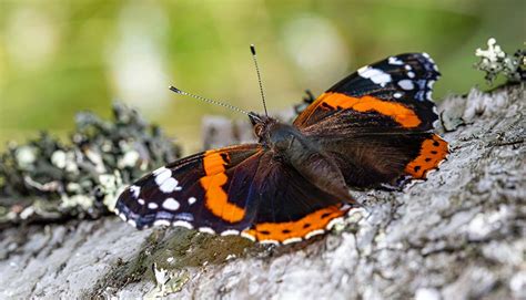 Spirituele Betekenis Atalanta Vlinder Yoga Vandaag