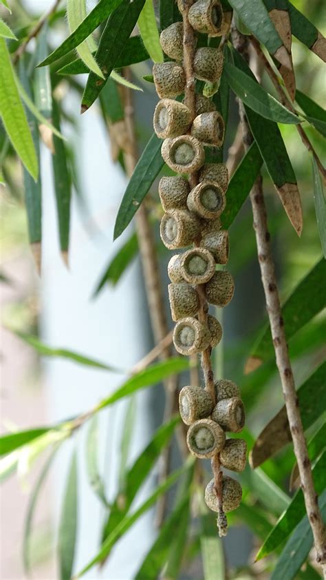 綠化香港運動 綠化知多少 香港觀賞植物照片廊 喬木