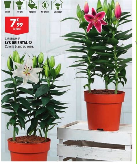 Promo Gardenline Lys Oriental Chez ALDI