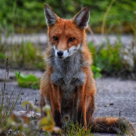 5800 Fox Sitting Stock Photos Pictures And Royalty Free Images Istock