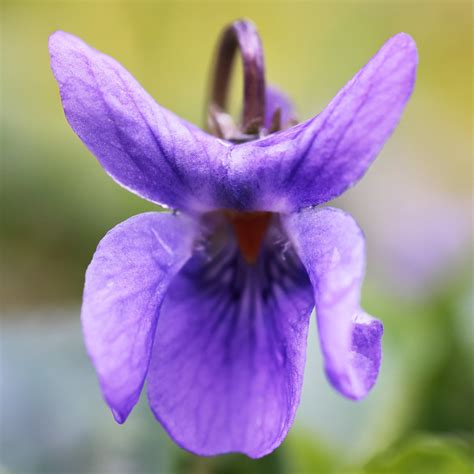 Q A Violette Odorante Viola Odorata Thierry Pargny Flickr