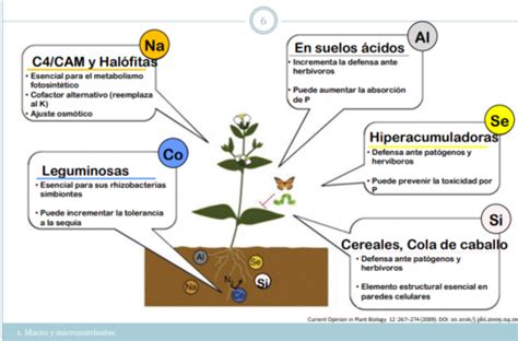 Fichas De Aprendizaje Tema Nutrici N Mineral Quizlet