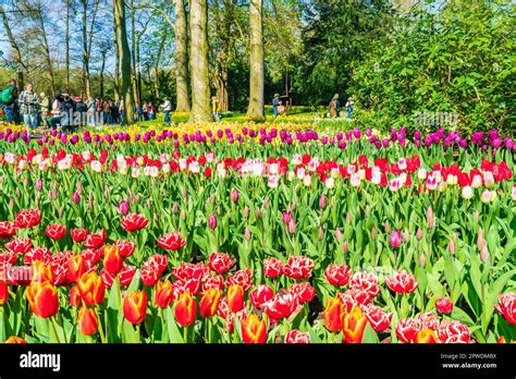 Lisse Holanda De Abril De Tulipanes Florecientes En