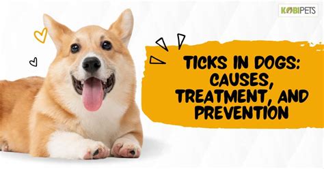 Ticks in Dogs: Causes, Treatment, and Prevention - Kobi Pets