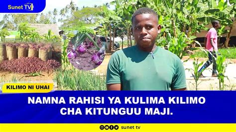 NAMNA RAHISI YA KULIMA KILIMO CHA KITUNGUU MAJI YouTube