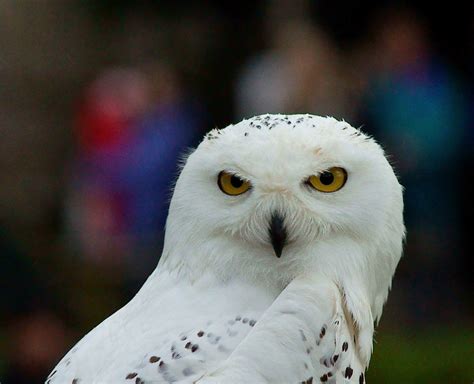 Hedwig Hedwig The Snowy Owl Seen At The Afternoon Fly Flickr