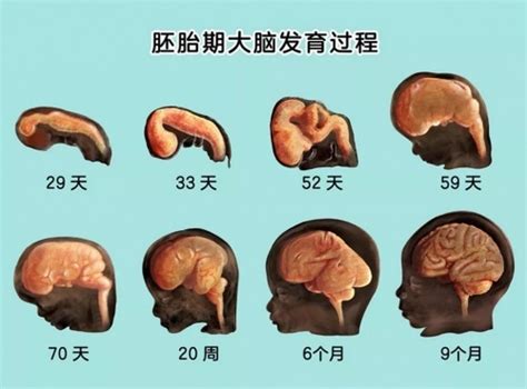 小步在家早教：千万别错过孩子大脑发育黄金期凤凰网宁波凤凰网