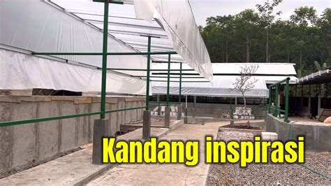 Kandang Sapi Inspirasi Pakan Bernutrisi Untuk Sapi Lemu YouTube