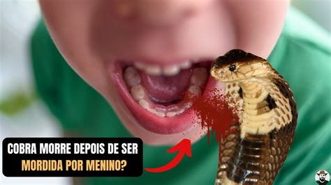 Cobra morre ao ser mordida por menino na Índia YouTube