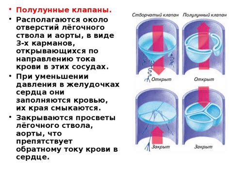 Анатомия сердца
